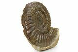 Jurassic Ammonite (Coroniceras) Fossil - Germany #279121-1